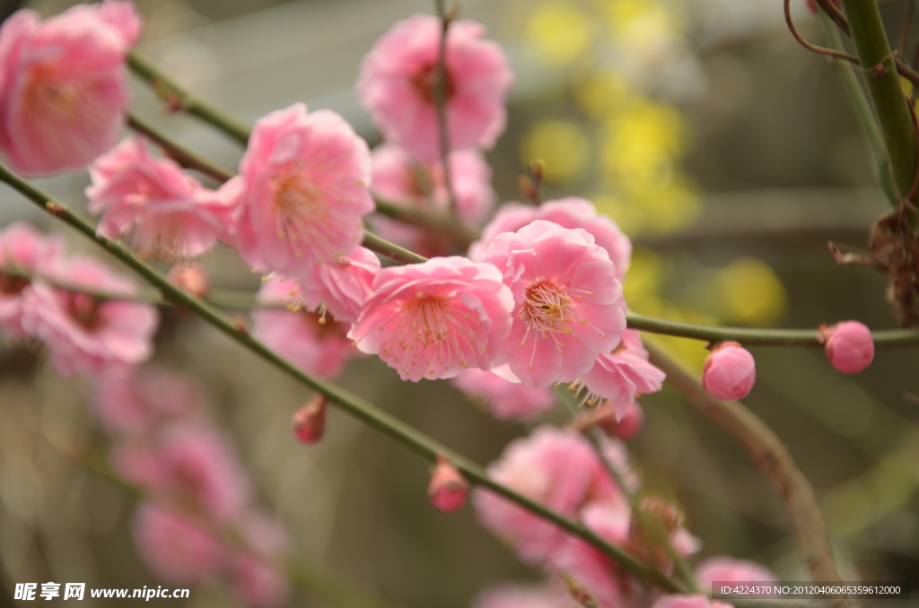 梅花