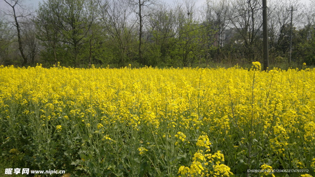 油菜花风景