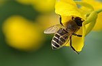 微距摄影蜜蜂采蜜