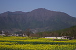 油菜花