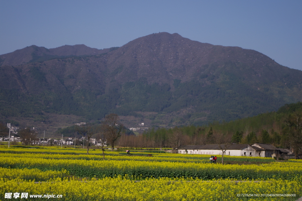 油菜花