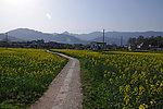 油菜花