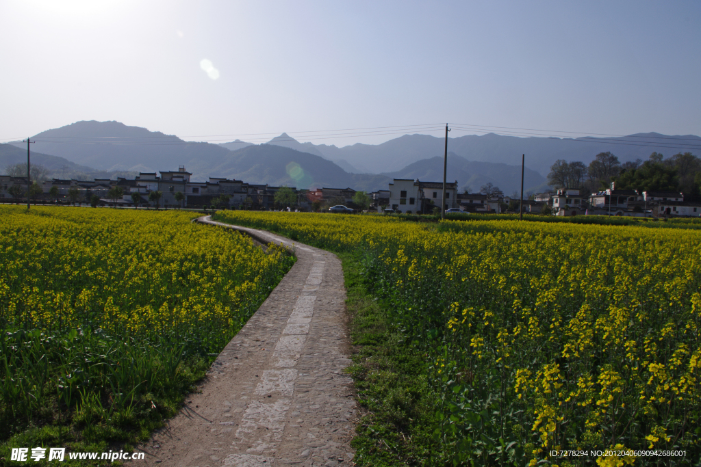油菜花