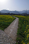油菜花
