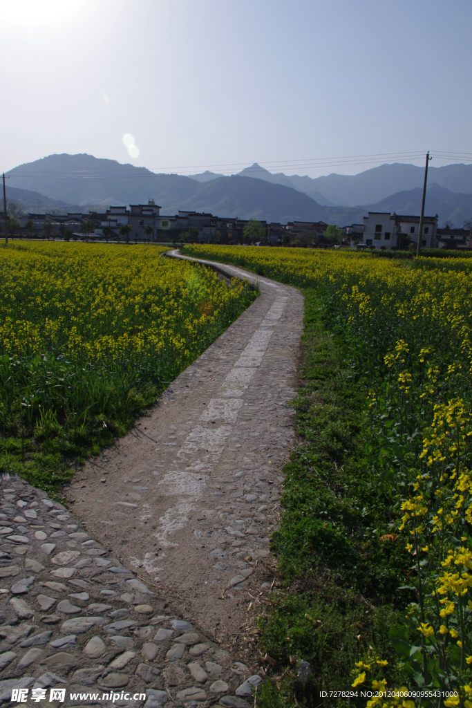 油菜花