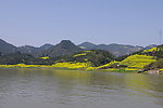 油菜花