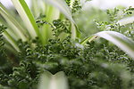 吊兰 绿色植物