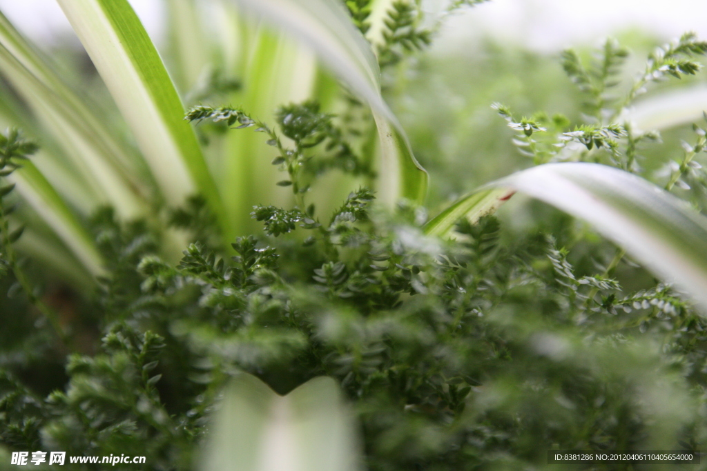 吊兰 绿色植物