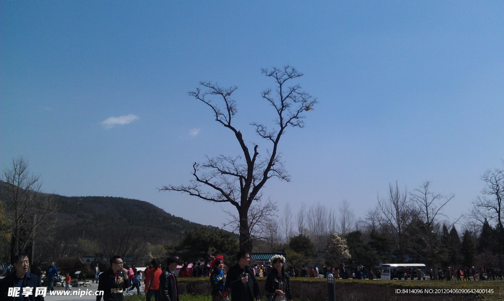 枯树风景