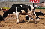 新村的养殖