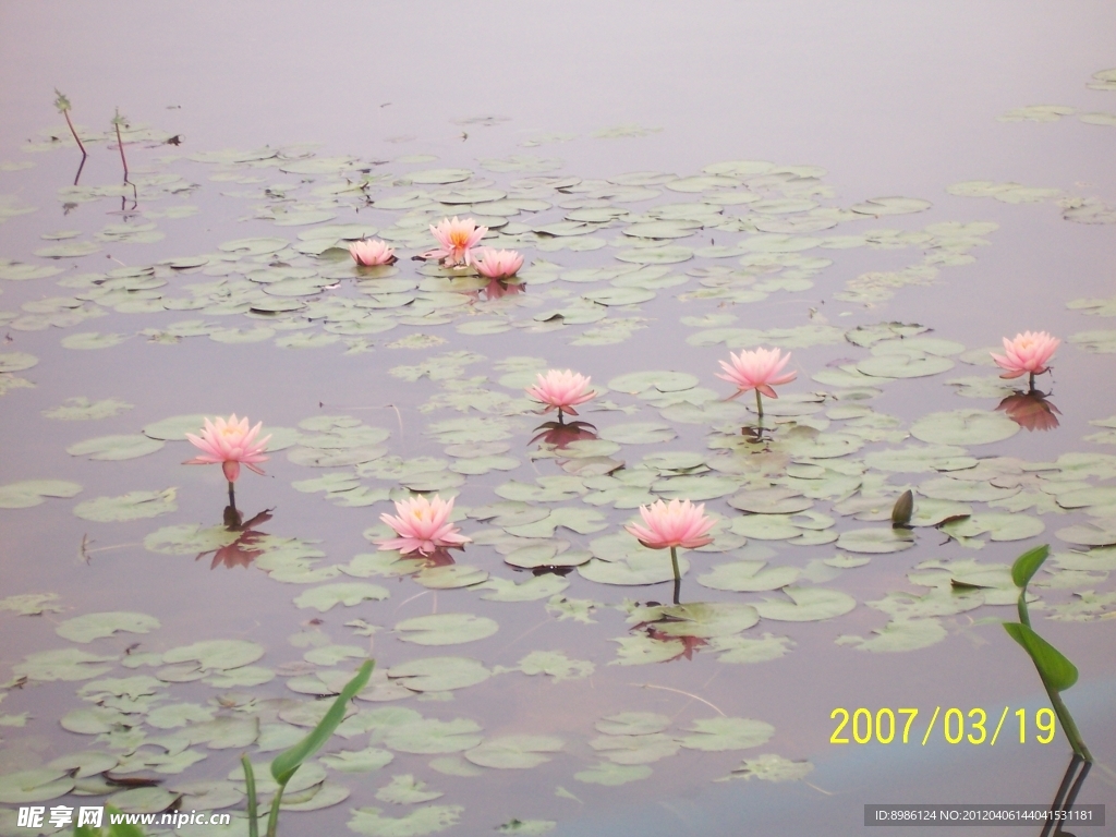 荷花池