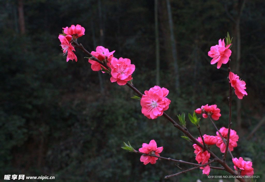 桃花