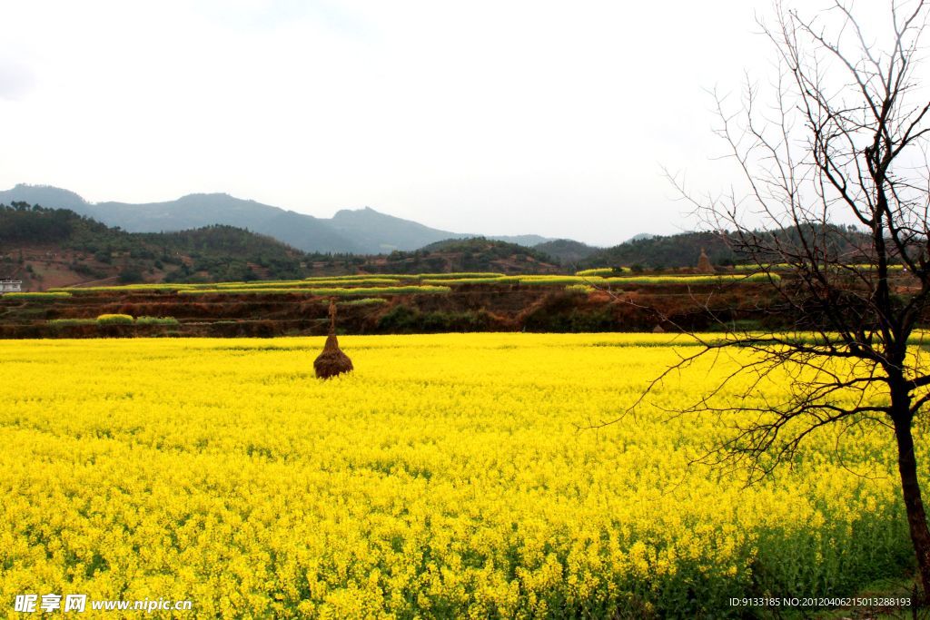 田园油菜花