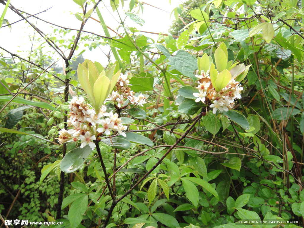 小白兰