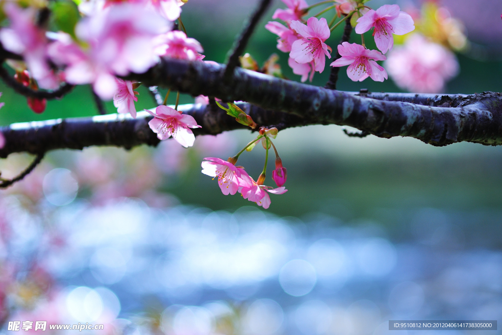 樱花