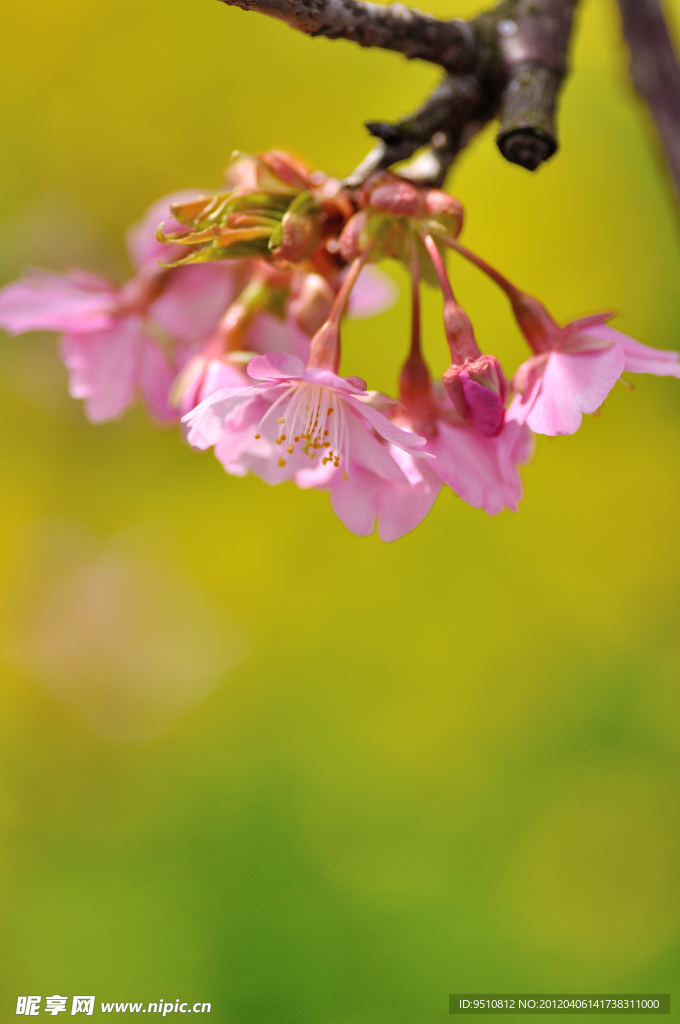 樱花