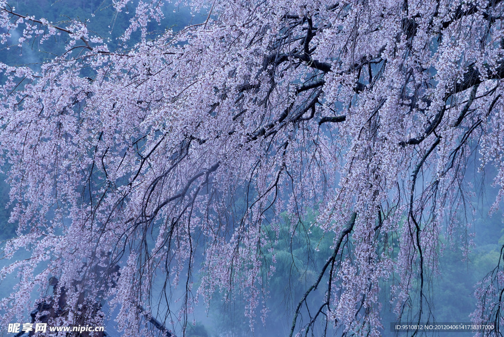 樱花