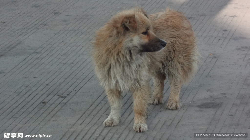 家犬