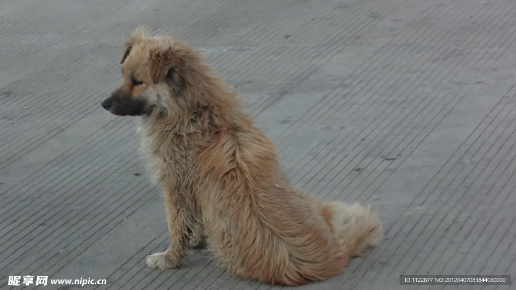 家犬