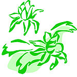 花叶线描