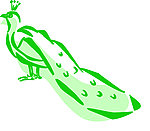 孔雀线条