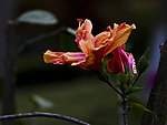 扶桑花开