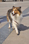 苏格兰牧羊犬