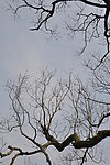 老树枝
