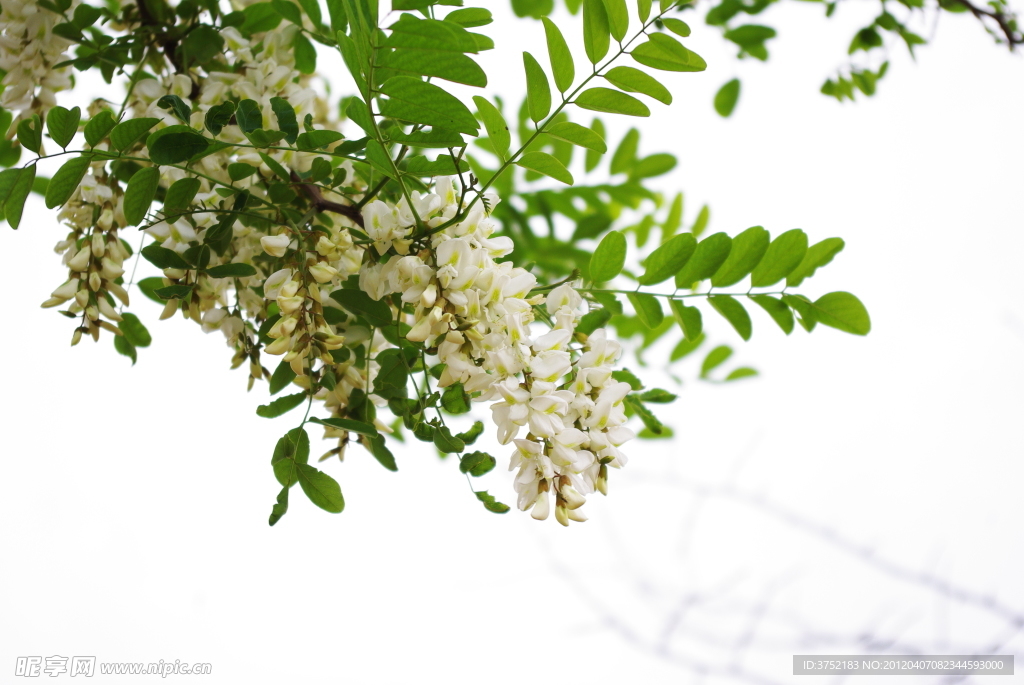 槐花