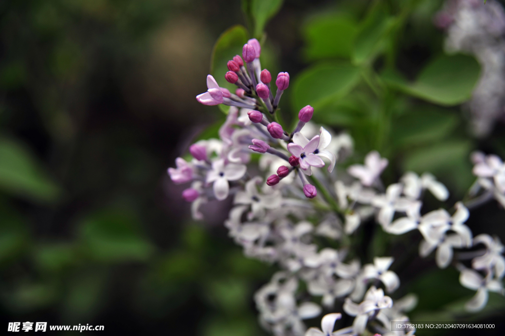 丁香花