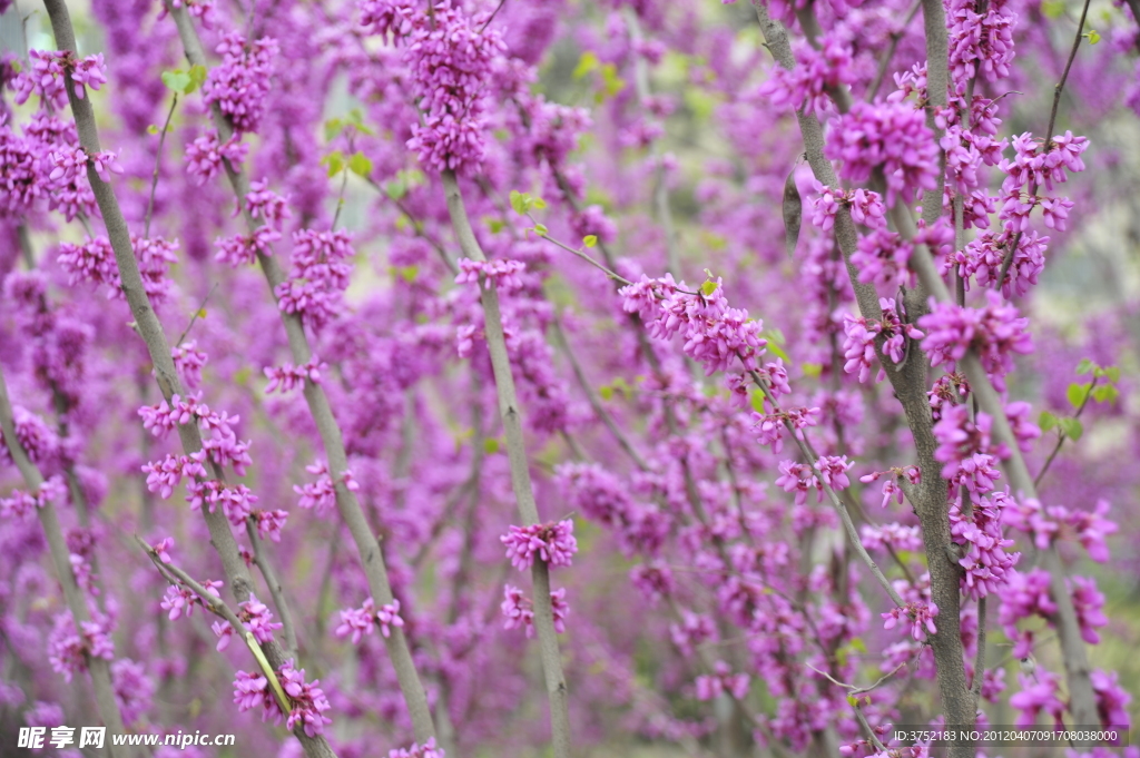 粉红花