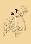 玉兰