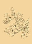 玉兰