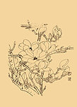 玉兰