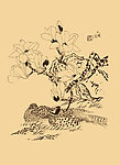 玉兰