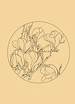 玉兰