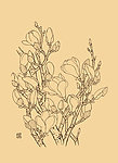 玉兰