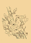玉兰