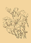 玉兰