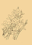 玉兰