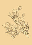 玉兰