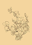 玉兰