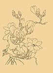 玉兰