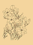 玉兰