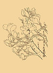 玉兰