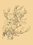玉兰
