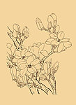 玉兰