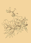 玉兰