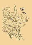 玉兰
