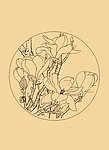 玉兰